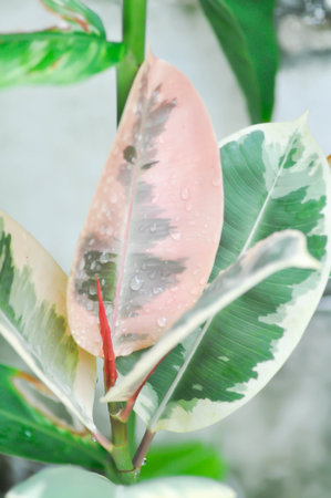 Indian Rubber Tree or Rubber Plant or Variegated Indian Rubber or Ficus elastica or Assam Rubber and rain droplet or dew dropの写真素材