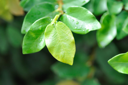 ficus pumila or climbing fig or MORACEAE and rain droplet or dew drop