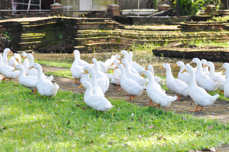 duck or ducks on the farm , farm animal near the canalの写真素材
