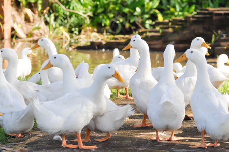 duck or ducks on the farm , farm animal near the canalの写真素材