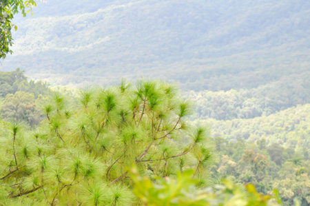 Pinus kesiya Royle ex Gordon ,PINACEAE or Khasiya Pine or Pinus kesiya and mountain backgroundの写真素材