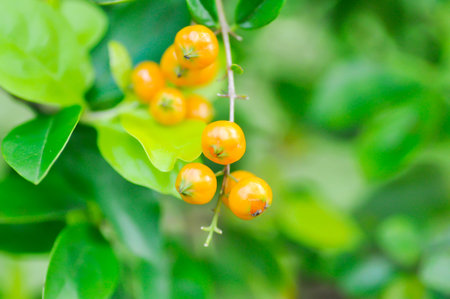 Duranta drdcta, Duranta drdcta L or Goldan dewdrop or Pigeon berry or sky flower or  verbenaceae with seed on the plantの写真素材