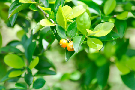 Duranta drdcta, Duranta drdcta L or Goldan dewdrop or Pigeon berry or sky flower or  verbenaceae with seed on the plantの写真素材