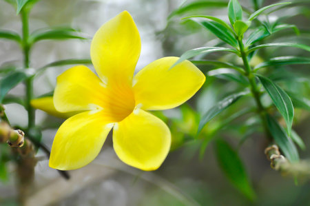 Allamanda cathartica L , Golden trumpet or Allamanda or APOCYNACEAE or yellow flowerの写真素材