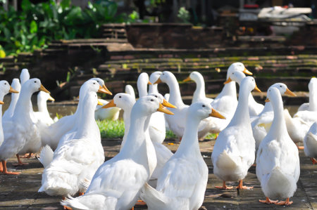 duck or ducks on the farm , farm animal near the canalの写真素材