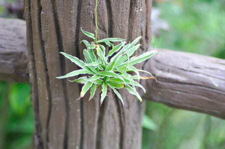 Chlorophytum comosum or spider plant or Chlorophytum comosum Variegatum , Variegatum or Asparagaceae, Chlorophytum bichetii or bicolor plantの写真素材