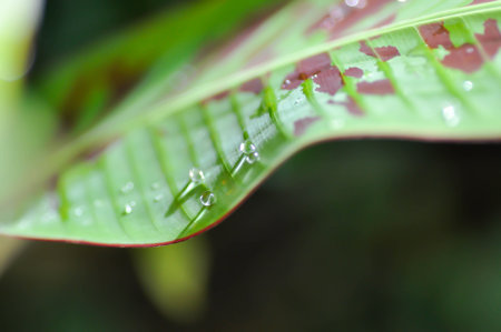banana plant, rain droplet or dew dropの写真素材
