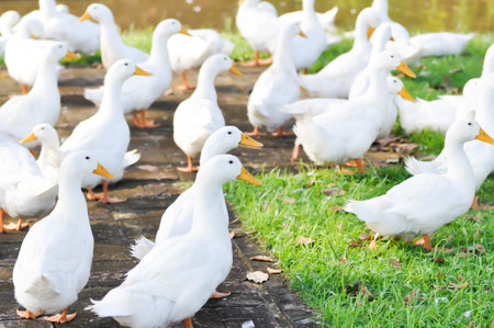 duck or ducks on the farm , farm animal near the canalの写真素材
