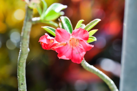 Desert rose, APOCYACEAE or Adenium obesum or Mock Azalea or Pinkbignonia or Impala lily or red Desert rose or red flowerの写真素材