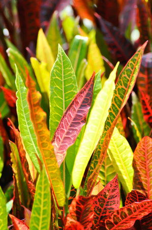 Codiaeum variegatium Blume or Croton, Variegated Laurel or Garden Croton or red leaf or red plant