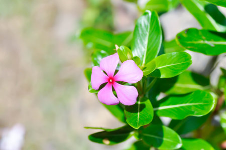 Catharanthus roseus G Don ,APOCYNACEAE or Madagascar periwinkle or Vinca or Old maid or pink flower or purple flowerの写真素材