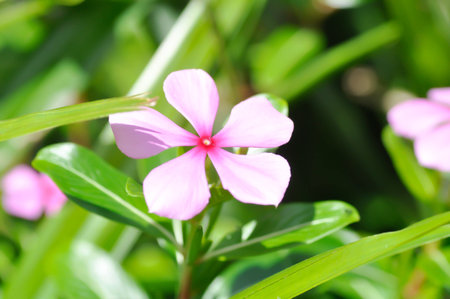 Catharanthus roseus G Don ,APOCYNACEAE or Madagascar periwinkle or Vinca or Old maid or pink flower in the gardenの写真素材