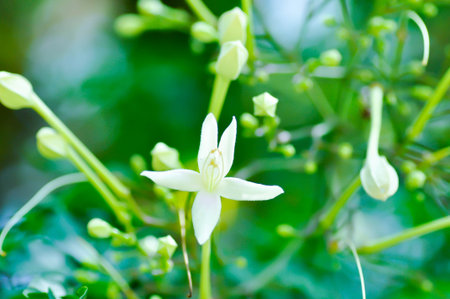 Cork tree, Indian cork tree or Millingtonia hortensis Linn or white flower in the gardenの写真素材