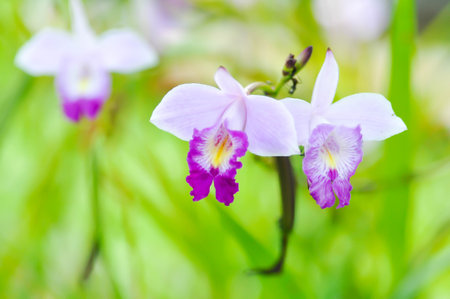 Arundina graminifolia, bamboo orchid or Orchidaceae or Arundina flower or white and purple flower or orchidの写真素材