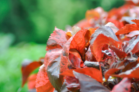 Acalypha wilkesiana , Copperleaf or Beefsteak plant or Fire dragon plant or brown plant or brown...