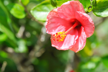 Chinese rose or Hibiscus or Hibiscus rosa sinensis or Hibisceae or Malvaceae , pink hibiscus flower or pink flowerの写真素材