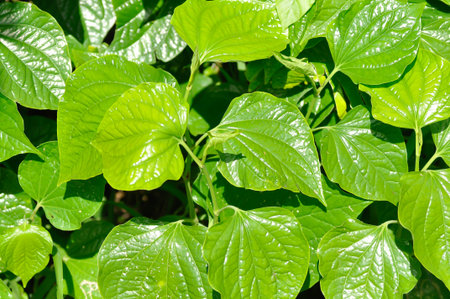 Wild Betel Leafbush , Piper sarmentosum Roxb or Piper lolot in the garden