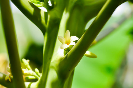 papaya tree , Carica papaya L or Papaya or Melan Tree or Paw Paw or CARICACEAE or papaya flower on the treeの写真素材