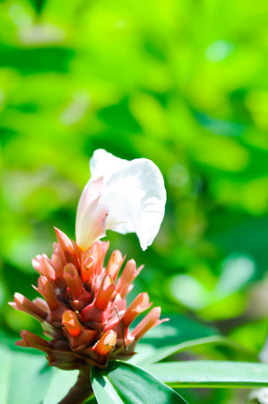 crepe gingera or cheilocostus speciosus, costaceae or Crepe-ginger or Hellenia speciosa or red plant...