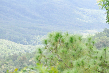 Pinus kesiya Royle ex Gordon ,PINACEAE or Khasiya Pine or Pinus kesiya and mountain