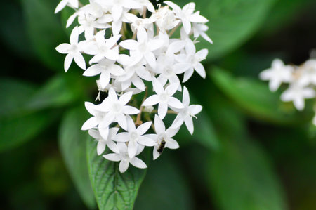 Pentas lanceolata , Egyptian star cluster or RUBIACEAE or Egyptian starcluster or Starflower or...