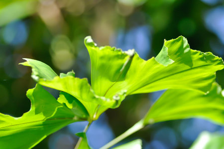 Caryota urens, Palmae or ARECACEAE or Caryota mitis Lour or Fishtail Palm or Wart Fishtail Palm in the gardenの写真素材