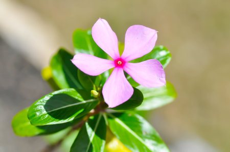 Catharanthus roseus G Don ,APOCYNACEAE or Madagascar periwinkle or Vinca or Old maid or pink flower or purple flowerの写真素材