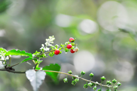 Rivina humilis L, PHYTOLACCACEAE or Rough or Blood Berry or Coral Berry or red seed