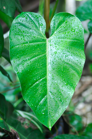 Philodendron erubescens or Philodendron and rain drop or leaf background