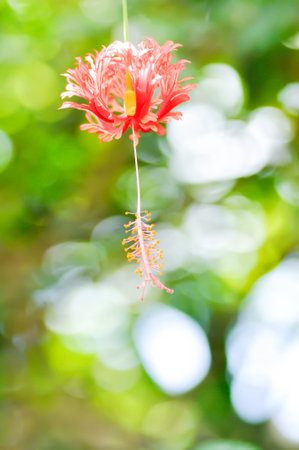 Coral Hibiscus, Fringed Hibiscus or Hibiscus schizopetalus or malvaceae or red flowerの写真素材