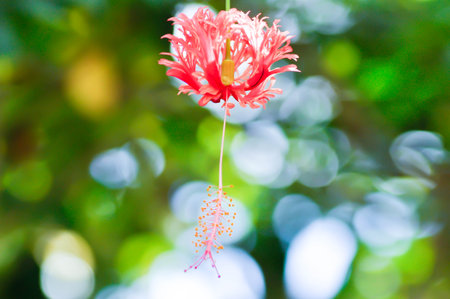 Coral Hibiscus, Fringed Hibiscus or Hibiscus schizopetalus or malvaceae or red flowerの写真素材