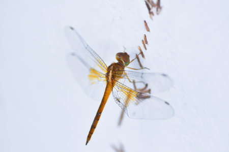 dragonfly on the wall or insectの写真素材