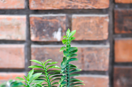 Euphorbia tithymaloides, euphorbiaceae or Homalocladium platycladum or muehlenbeckia platyclada in the flowerpotの写真素材