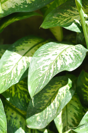 Tropic Snow,araceae or Dieffenbachia amoena or dieffenbachia seguine or Dumb cane or bicolor plant or white and green leafの写真素材