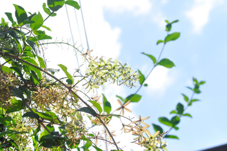 Purple wreath, Queen wreath or Sandpaper vine or Petrea volubilis L or VERBENACEAE or purple flowerの写真素材