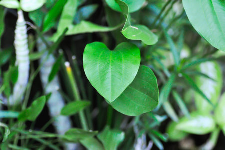 ALISMATACEAE, Burhead or Echinodorus cordifolius or Texas mud baby or water plantの写真素材