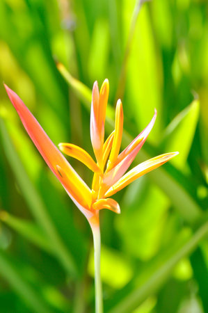 Heliconia psittacorum or Bird of paradise, Strelitzia reginae or Sterliziaceae flower or Heliconia...