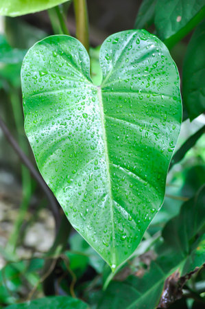 Philodendron erubescens K Koch and Augustin or Philodendron erubescens , Philodendron and rain drop or leaf backgroundの写真素材