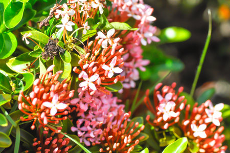 Ixora chinensis Lamk, Ixora spp or Zephyranthes or West Indian Jasmine or pink ixora or pink flowerの写真素材
