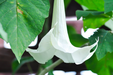 Angels Trumpet, Brazils White Angel Trumpet or  Brugmansia suaveolens or brugmasia suaveolens or Datura or Solanaceae or white flowerの写真素材