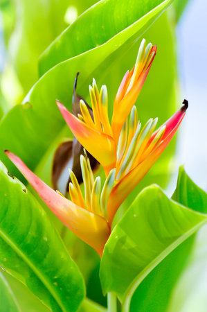 Heliconia psittacorum or Bird of paradise, Strelitzia reginae flower or Heliconia flower or yellow flower in the gardenの写真素材