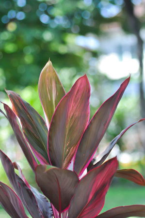 ASPARAGACEAE, Cabbage palm or  Cordyline or Cordyline fruticosa or Daengsiam or Dracaena Palm or Good luck plant or Ti plant or red plant or red leafの写真素材