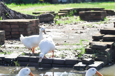 duck or ducks on the farm , farm animal near the canalの写真素材