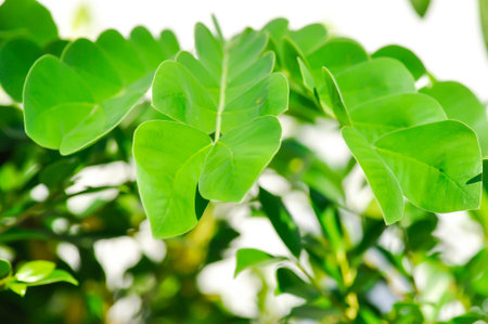 Rain tree or Samanea saman or small Rain Tree and sky backgroundの写真素材