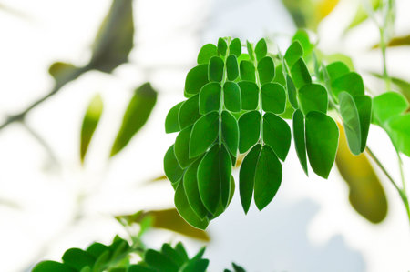 Rain tree or Samanea saman, leguminosae mimosoideae or small Rain Tree and sky backgroundの写真素材