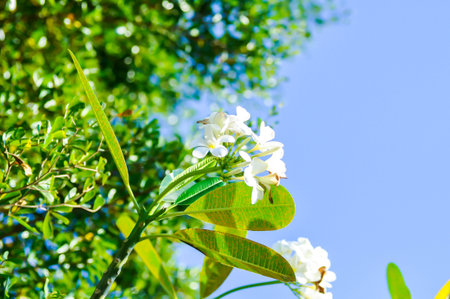 frangipani, frangipani flower or pagoda tree or temple tree with flowers or white flower on the treeの写真素材