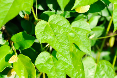 Fetid passionflower, foetida, Passiflora or Passiflora foetida L or PASSIFLORACEAE or Scarletfruit or Stinking passion flower in the gardenの写真素材