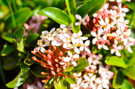 Ixora chinensis Lamk, Ixora spp or West Indian Jasmine or pink ixora or pink flower