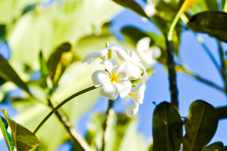 frangipani, frangipani flower or pagoda tree or temple tree with flowers or white flower on the treeの写真素材