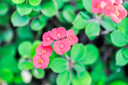 Christ Thorn, Euphorbia milii or Euphorbiaceae or Euphorbia milii Des Moul or Crown of thorns or Christ thorn or pink flower in the gardenの写真素材